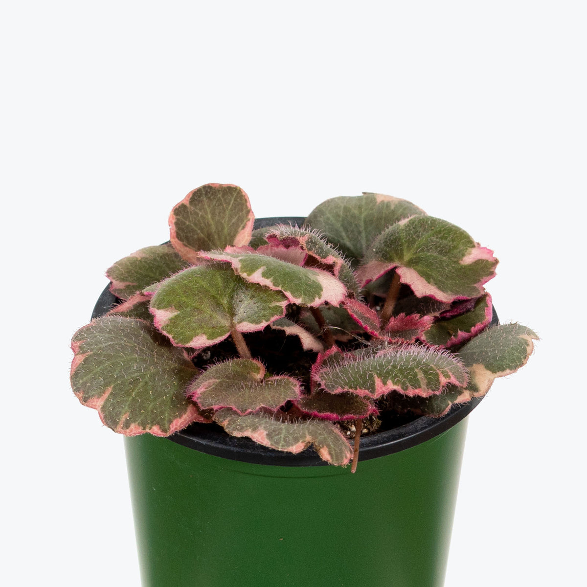 Strawberry Begonia Variegated - House Plants Delivery Toronto - JOMO Studio