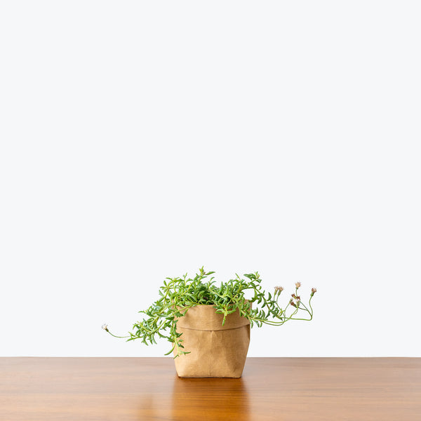 String of Dolphins - House Plants Delivery Toronto - JOMO Studio