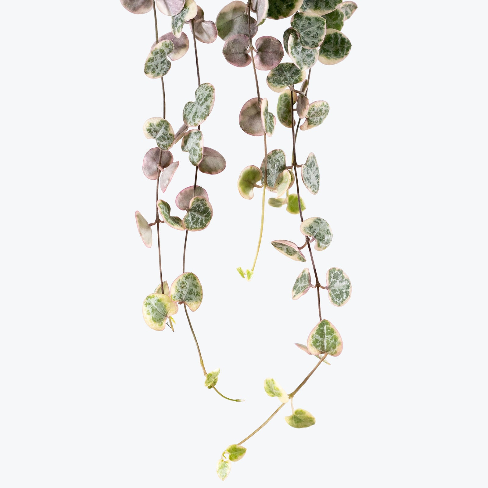 String of Hearts Variegated - House Plants Delivery Toronto - JOMO Studio
