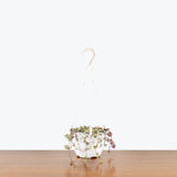 String of Hearts Variegata — 6" Hanging Basket (trailing)