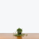 String of Needles — 4" Pot