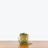 String of Needles - Ceropegia Linearis - House Plants Delivery Toronto - JOMO Studio