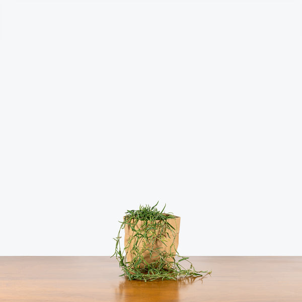 String of Needles - Ceropegia Linearis - House Plants Delivery Toronto - JOMO Studio