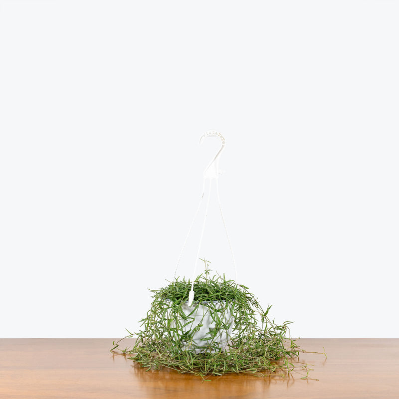 String of Needles - Ceropegia Linearis - House Plants Delivery Toronto - JOMO Studio
