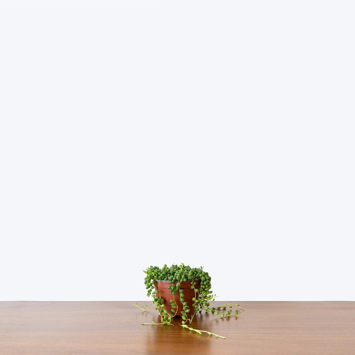 String of Pearls - Senecio Rowleyanus - House Plants Delivery Toronto - JOMO Studio