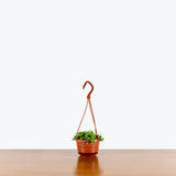 String of Pearls — 4" Hanging Basket