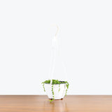 String of Pearls — 6" Hanging Basket