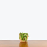 Variegated String of Pearls - Senecio Rowleyanus Variegata - House Plants Delivery Toronto - JOMO Studio