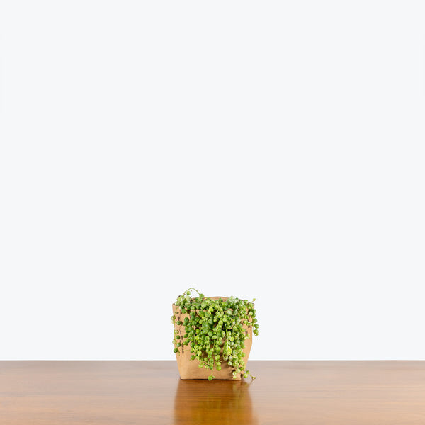 Variegated String of Pearls - Senecio Rowleyanus Variegata - House Plants Delivery Toronto - JOMO Studio