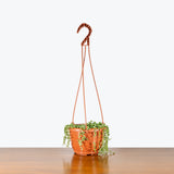 String of Pearls Variegata — 6" Hanging Basket