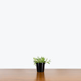 String of Pickles — 4" Pot