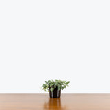 String of Spades - House Plants Delivery Toronto - JOMO Studio