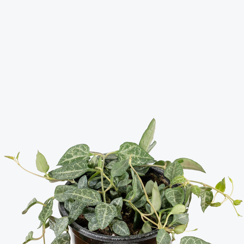String of Spades | Ceropegia woodii Heartless | Care Guide and Pro Tips - Delivery from Toronto across Canada - JOMO Studio