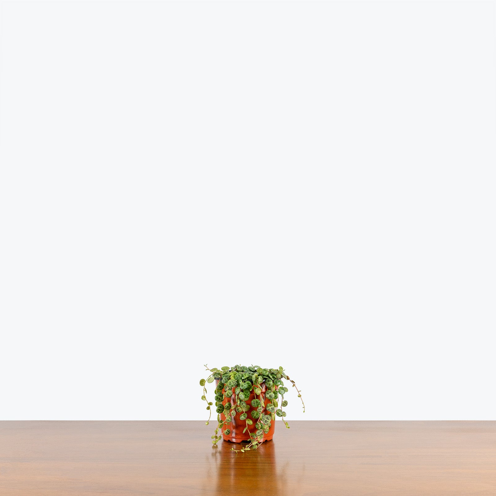 String of Turtles - Peperomia Prostrata - House Plants Delivery Toronto - JOMO Studio
