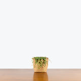 String of Turtles - Peperomia Prostrata - House Plants Delivery Toronto - JOMO Studio