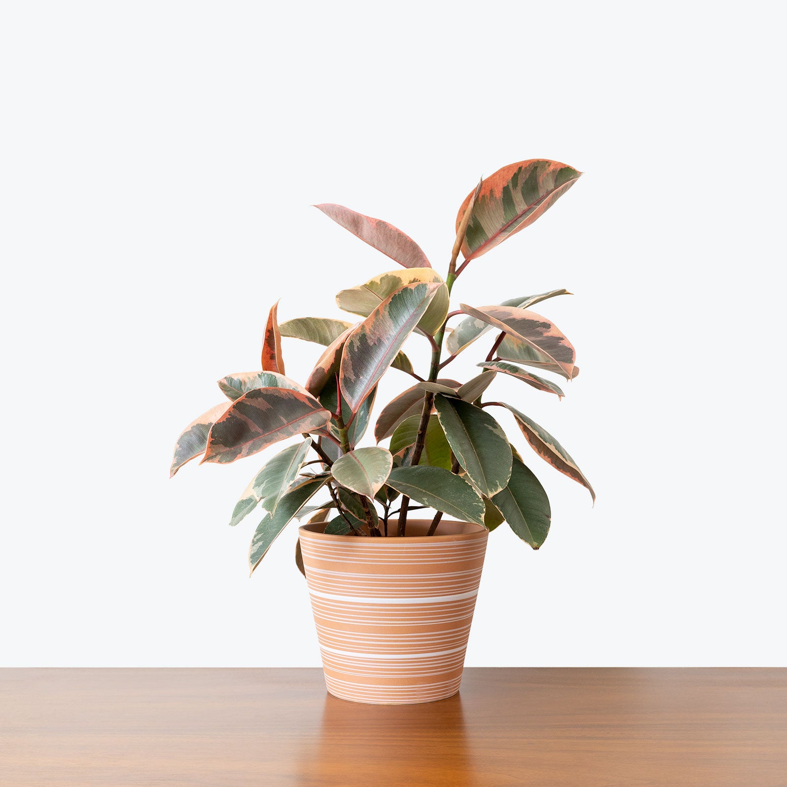 Striped Clay Planter - House Plants Delivery Toronto - JOMO Studio