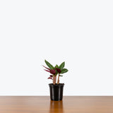 Stromanthe Magic Star — 4” Pot