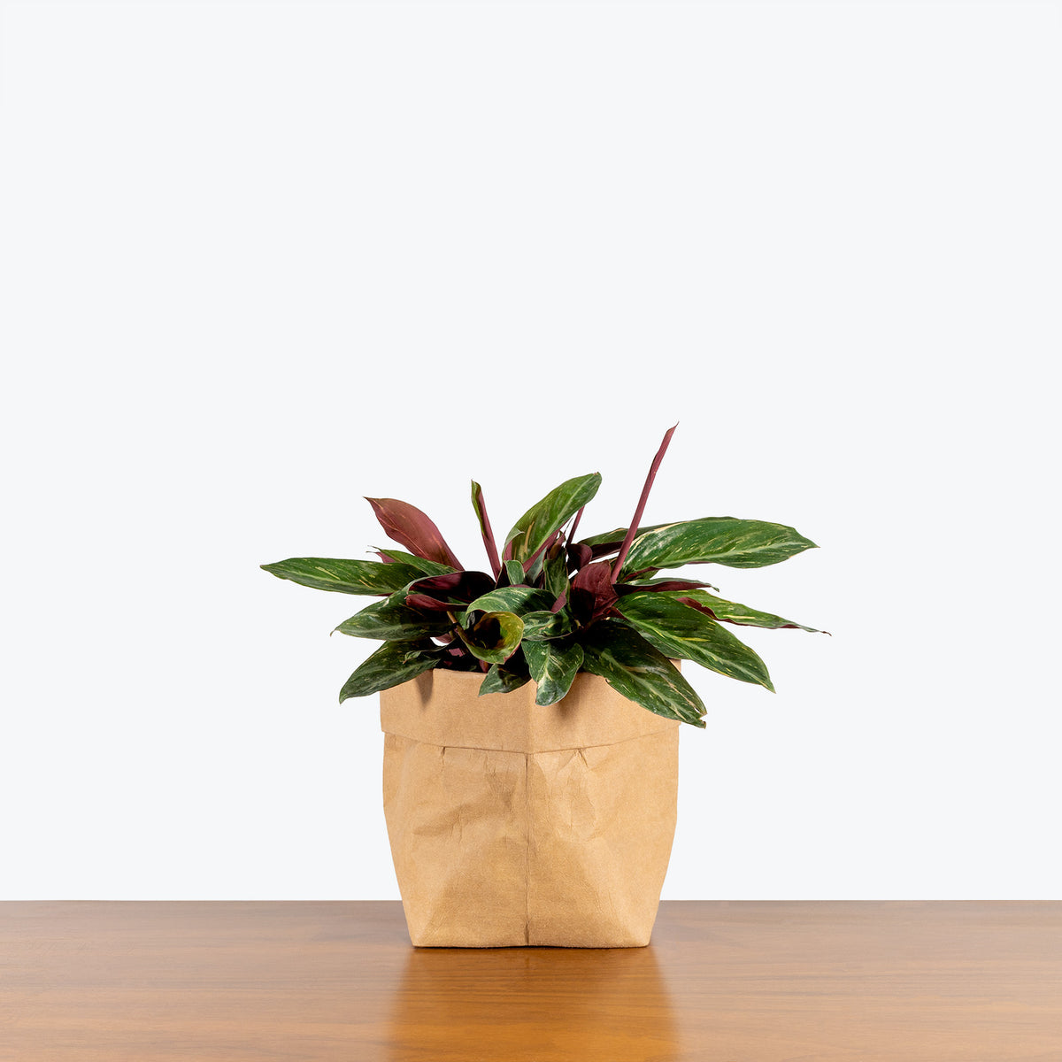 magic star prayer plant Stromanthe Magic Star - House Plants Delivery Toronto