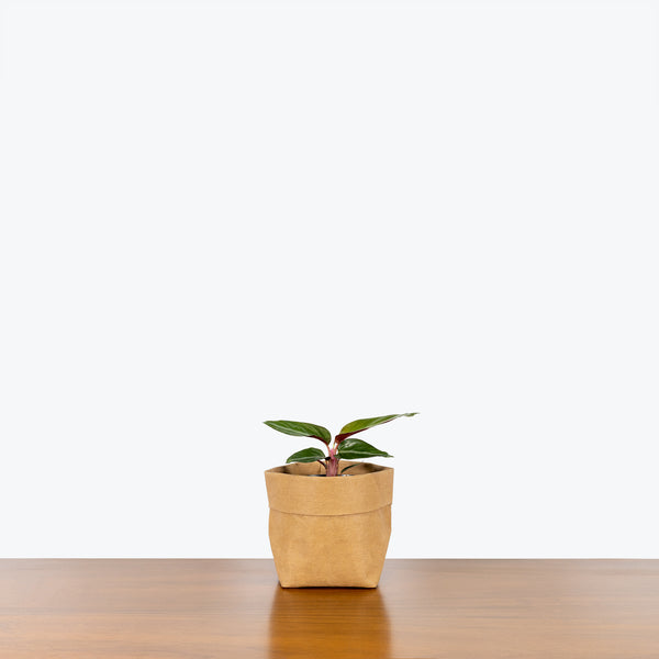 Stromanthe Sanguinea - House Plants Delivery Toronto - JOMO Studio