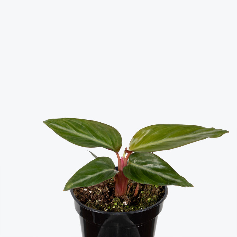 Stromanthe Sanguinea - House Plants Delivery Toronto - JOMO Studio