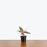 Stromanthe Triostar — 4” Pot