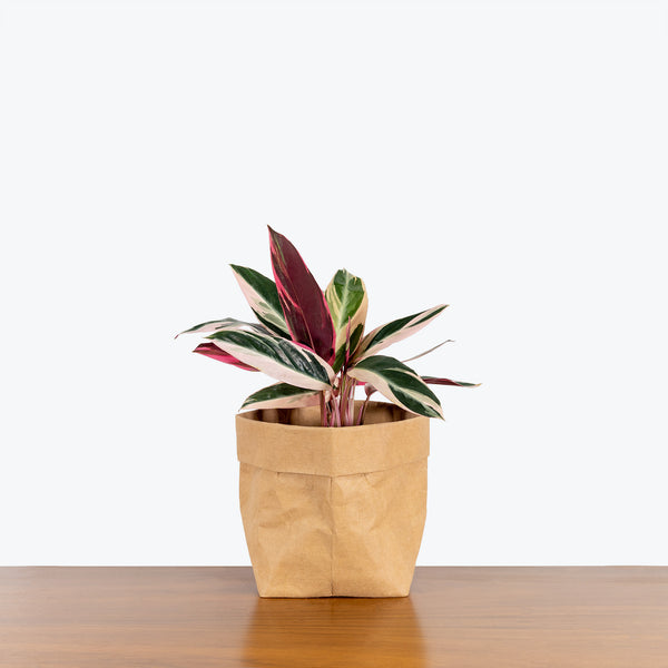 Stromanthe Triostar - House Plants Delivery Toronto - JOMO Studio