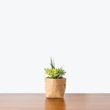 Assorted Succulent - House Plants Delivery Toronto - JOMO Studio