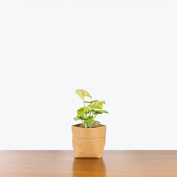 Syngonium Cream Allusion - Arrowhead Plant - House Plants Delivery Toronto - JOMO Studio