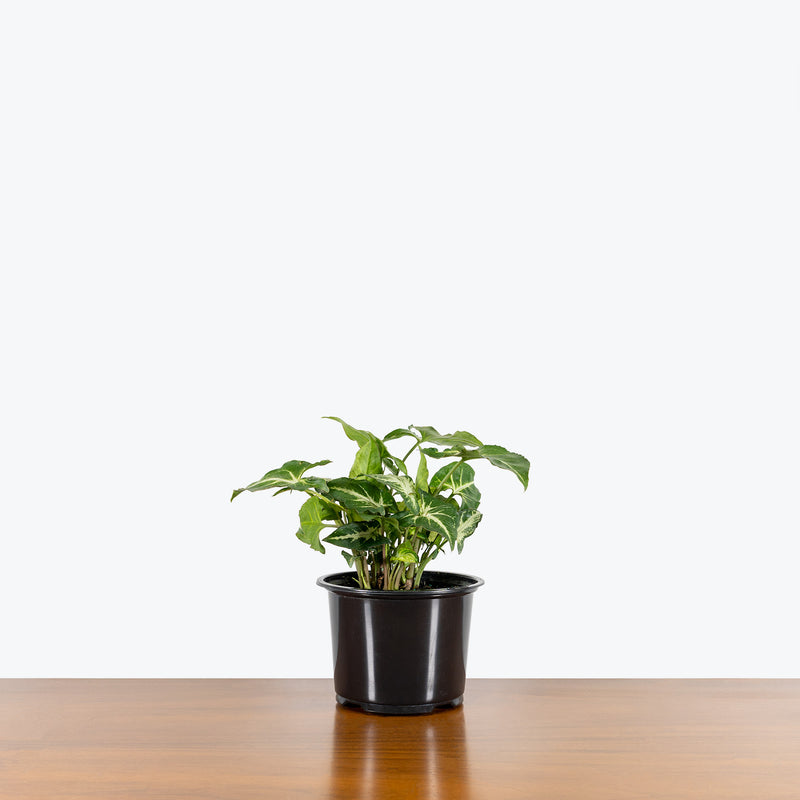 Syngonium Glo Go - Arrowhead Plant - House Plants Delivery Toronto - JOMO Studio