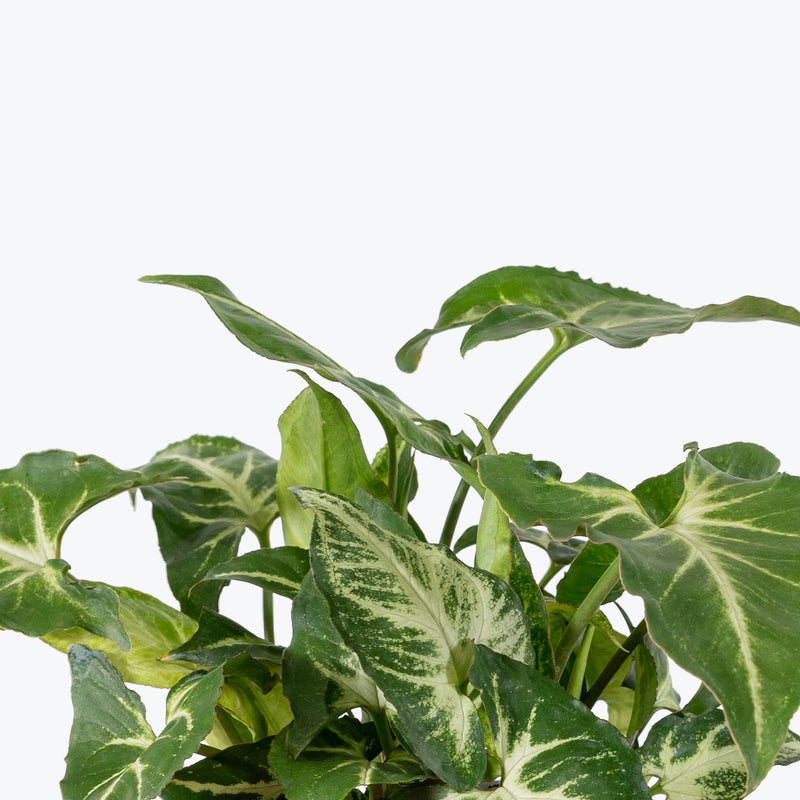 Syngonium Glo Go - Arrowhead Plant - House Plants Delivery Toronto - JOMO Studio