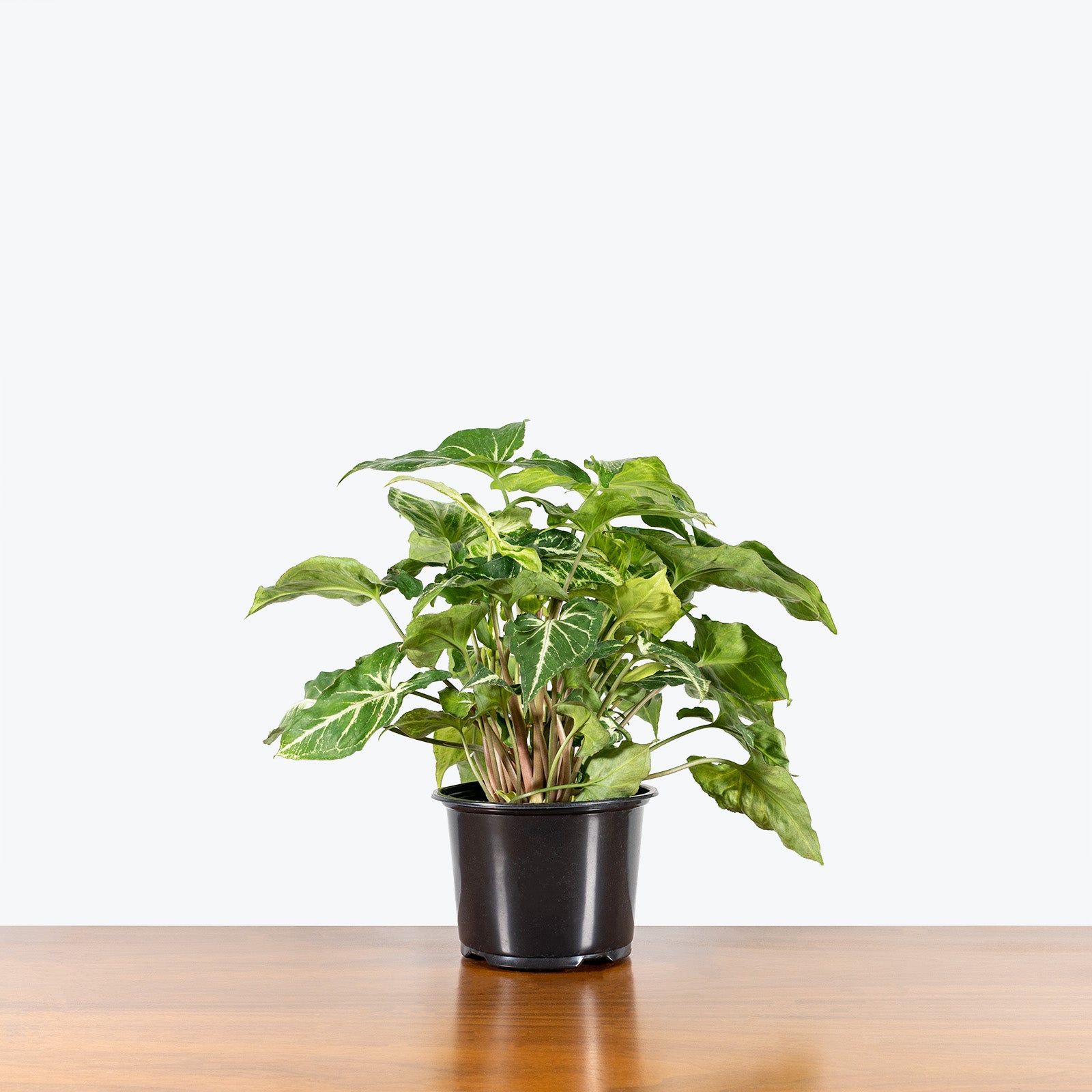 Syngonium Green Star - Arrowhead Plant - House Plants Delivery Toronto - JOMO Studio