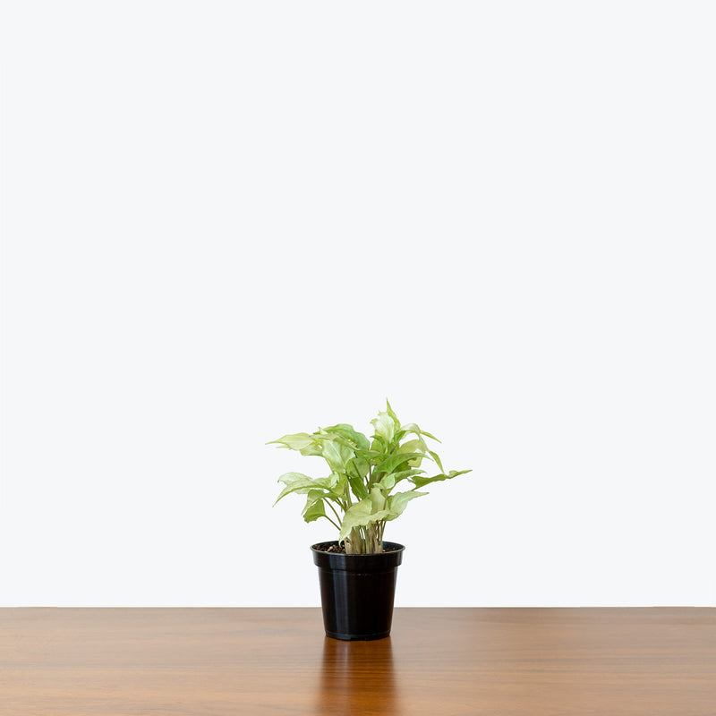 Syngonium Holly - Arrowhead Plant - House Plants Delivery Toronto - JOMO Studio