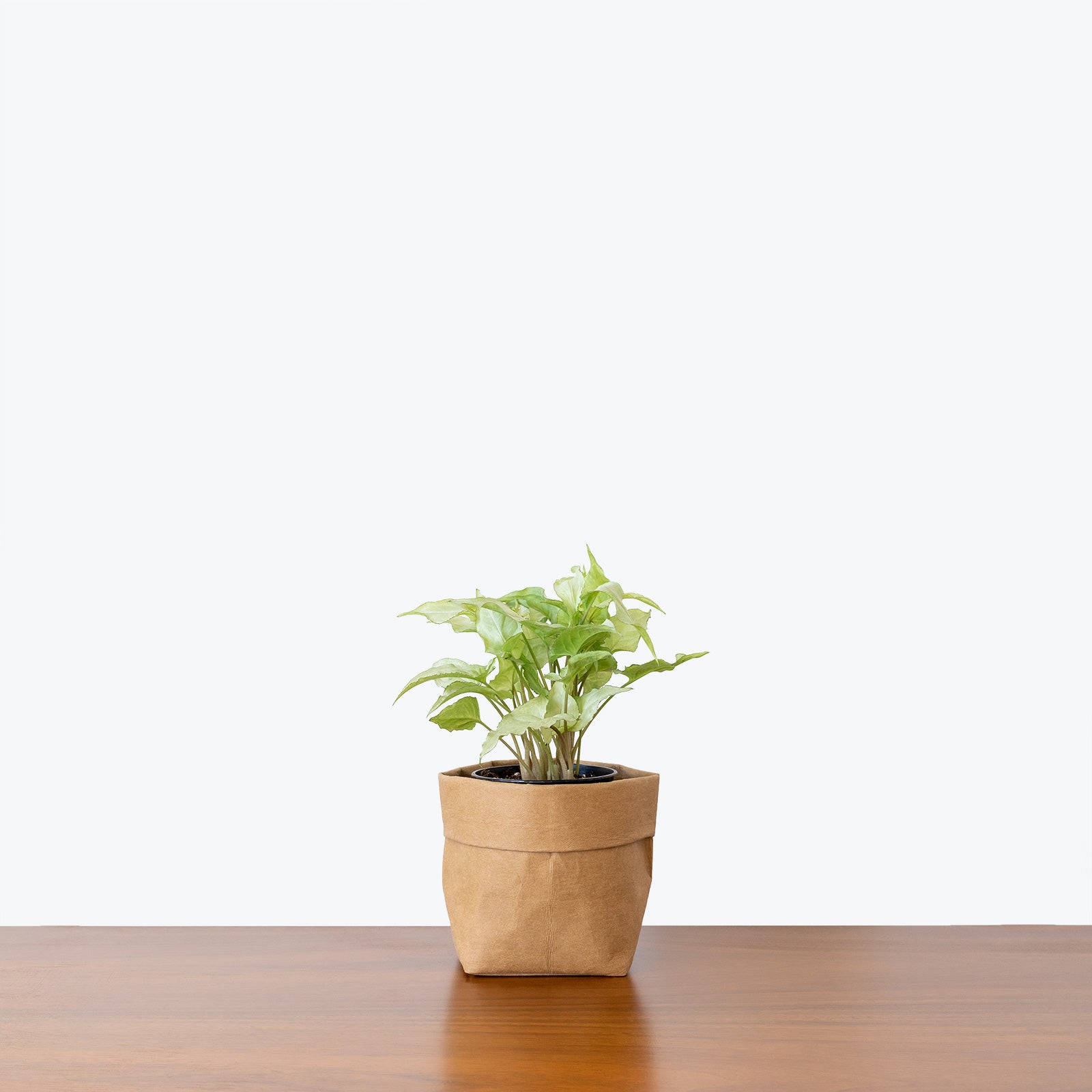 Syngonium Holly - Arrowhead Plant - House Plants Delivery Toronto - JOMO Studio