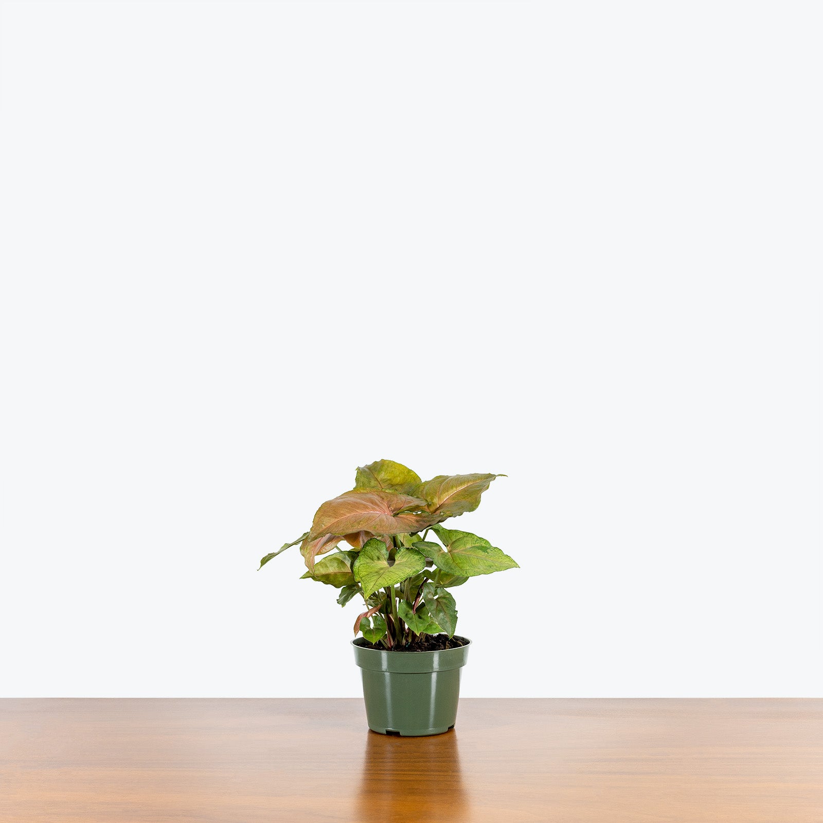 Syngonium Mango Allusion - Arrowhead Plant - House Plants Delivery Toronto - JOMO Studio