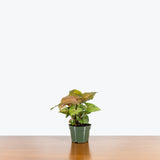 Syngonium Mango Allusion — 4" Pot