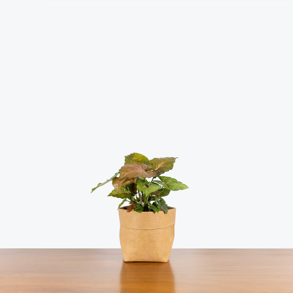 Syngonium Mango Allusion - Arrowhead Plant - House Plants Delivery Toronto - JOMO Studio