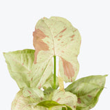 Syngonium Milk Confetti - Arrowhead Plant - House Plants Delivery Toronto - JOMO Studio