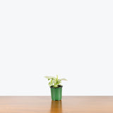 Syngonium Milk Confetti - Arrowhead Plant - House Plants Delivery Toronto - JOMO Studio