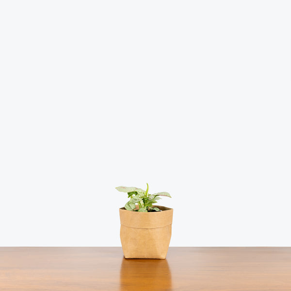 Syngonium Milk Confetti - Arrowhead Plant - House Plants Delivery Toronto - JOMO Studio