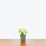 Syngonium Moonlight — 4" Pot (smaller than picture)
