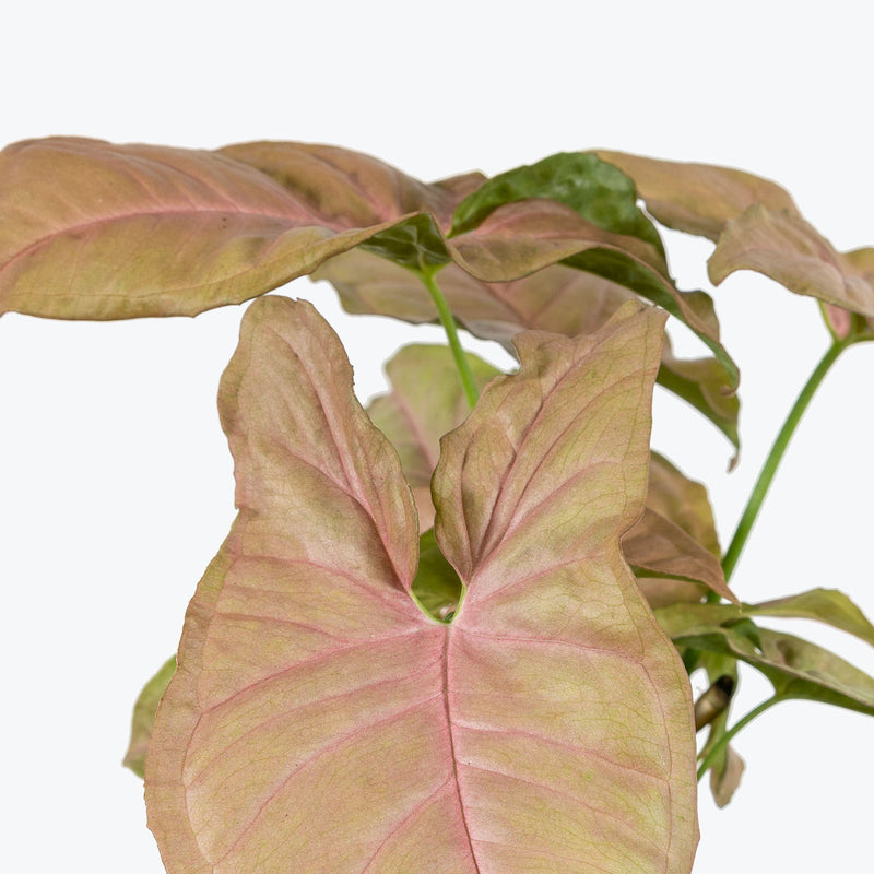 Syngonium Neon - Arrowhead Plant - House Plants Delivery Toronto - JOMO Studio