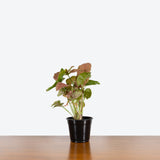 Syngonium Neon - Arrowhead Plant - House Plants Delivery Toronto - JOMO Studio