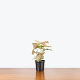 Syngonium Pink Splash - Arrowhead Plant - House Plants Delivery Toronto - JOMO Studio