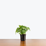 Syngonium Pixie — 4" Pot