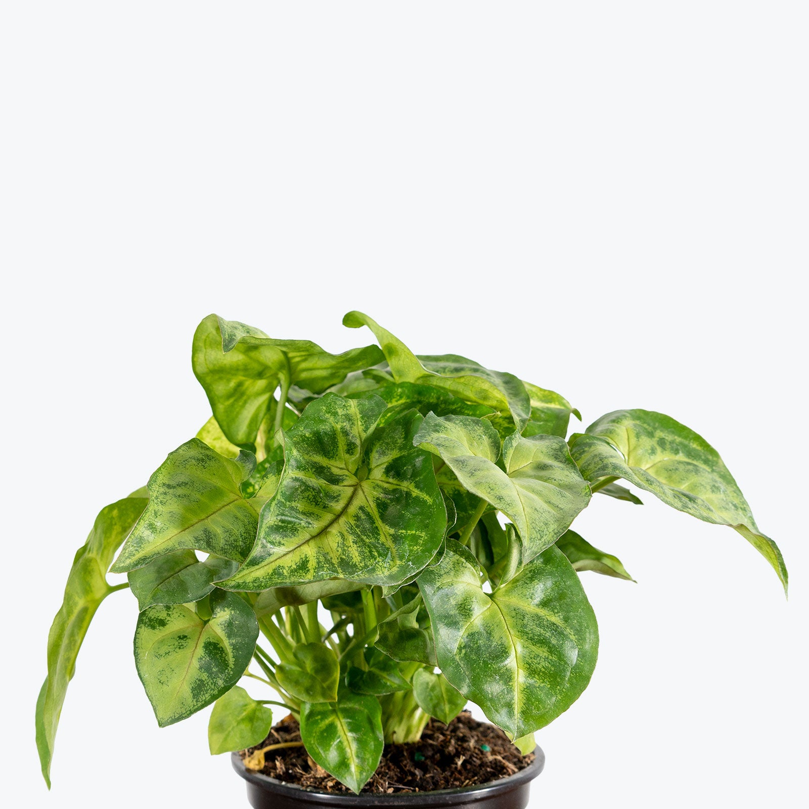 Syngonium Pixie - Arrowhead Plant - House Plants Delivery Toronto - JOMO Studio