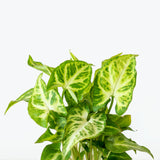 Syngonium Randy - Arrowhead Plant - House Plants Delivery Toronto - JOMO Studio