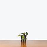 Syngonium Red Arrow — 4" Pot