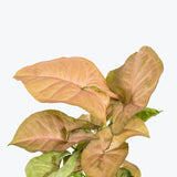 Syngonium Strawberry Cream - Arrowhead Plant - House Plants Delivery Toronto - JOMO Studio