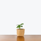 Syngonium Wendlandii - Arrowhead Plant - House Plants Delivery Toronto - JOMO Studio