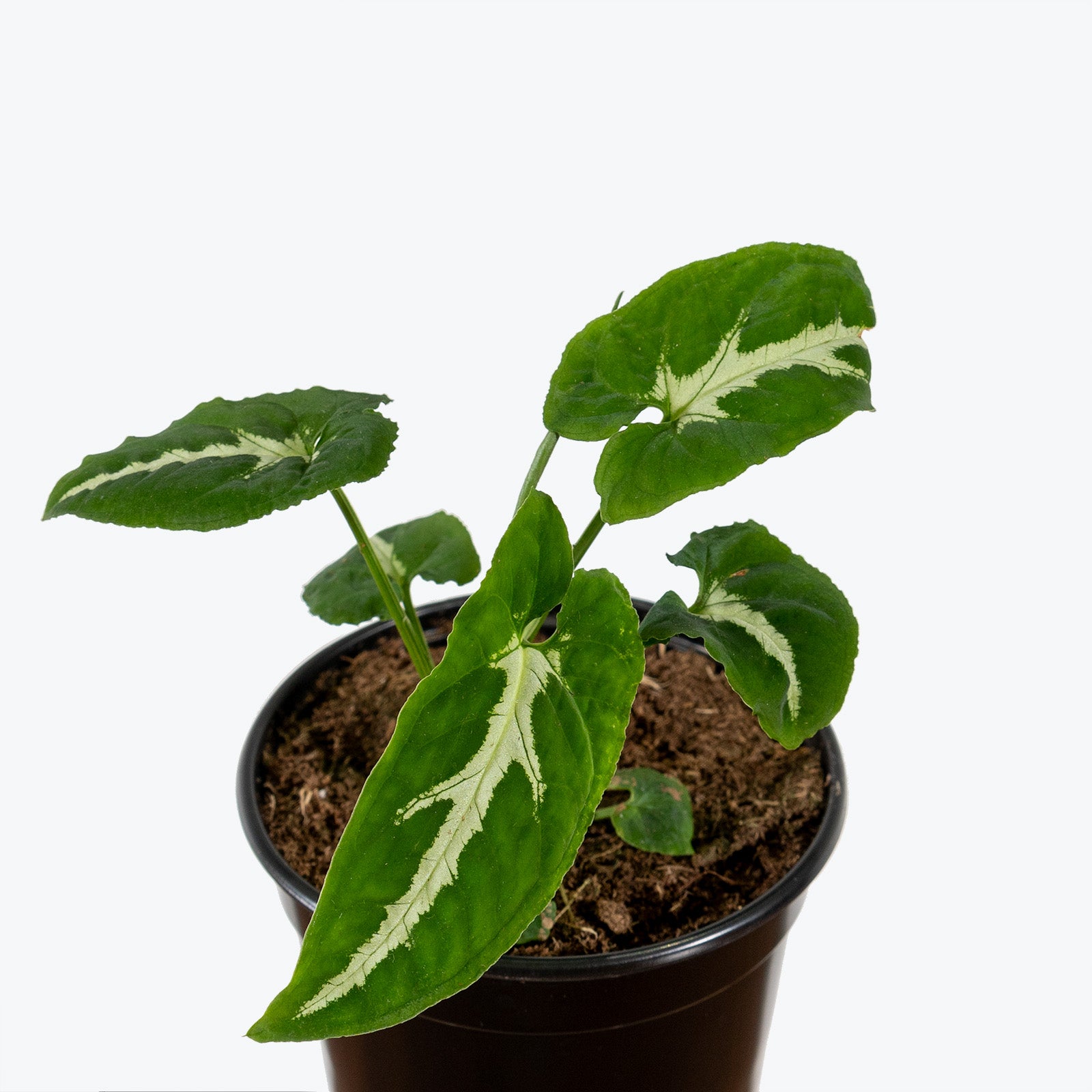 Syngonium Wendlandii - Arrowhead Plant - House Plants Delivery Toronto - JOMO Studio